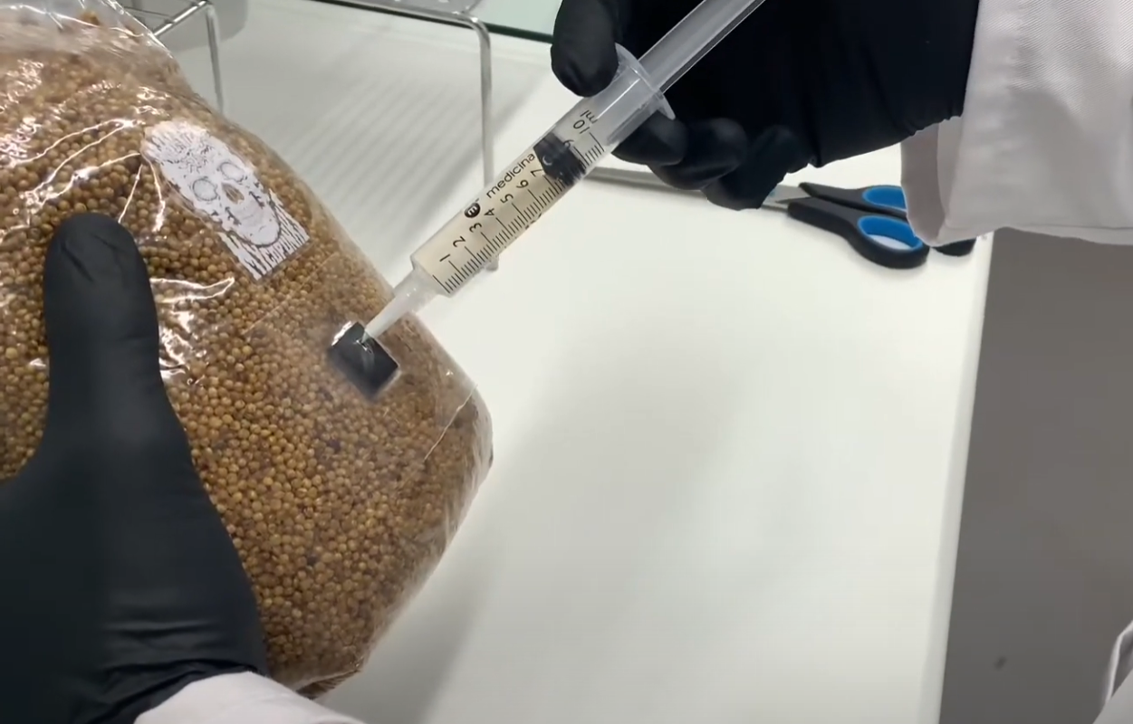 Charger la vidéo : A video of someone injecting liquid culture into a bag of sterile mycopunks grain.