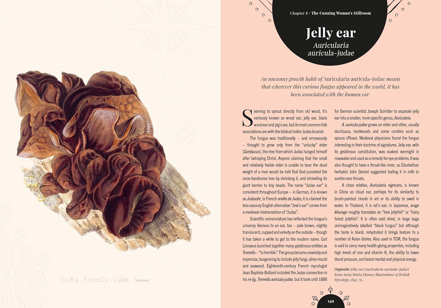 Kew - The Magic of Mushrooms : Fungi in folklore, superstition and traditional medicine