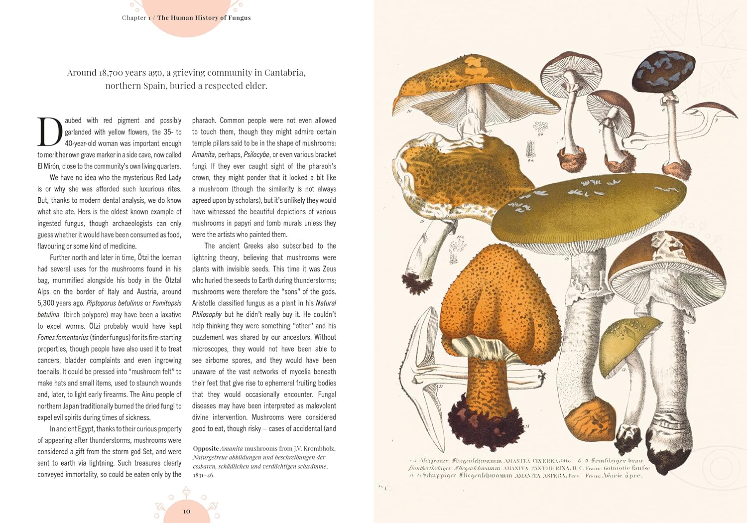 Kew - The Magic of Mushrooms : Fungi in folklore, superstition and traditional medicine