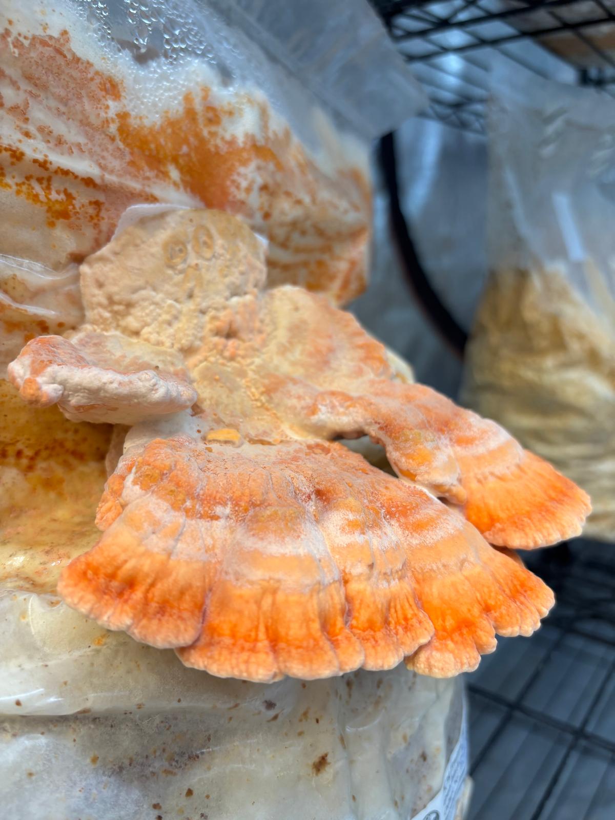 Chicken of the Woods Colonised Grain Spawn (NATIVE)