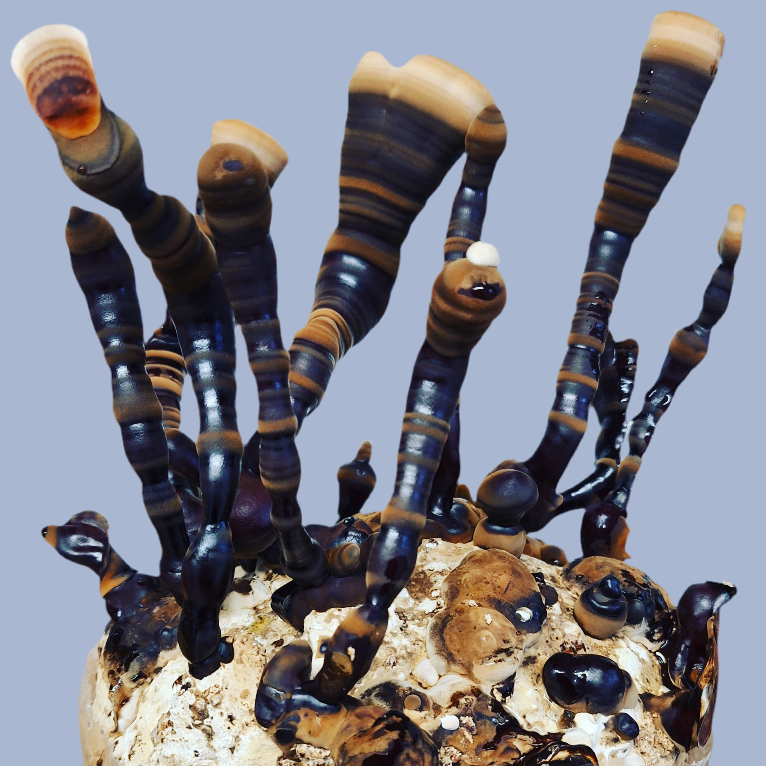 Reishi Grain Spawn