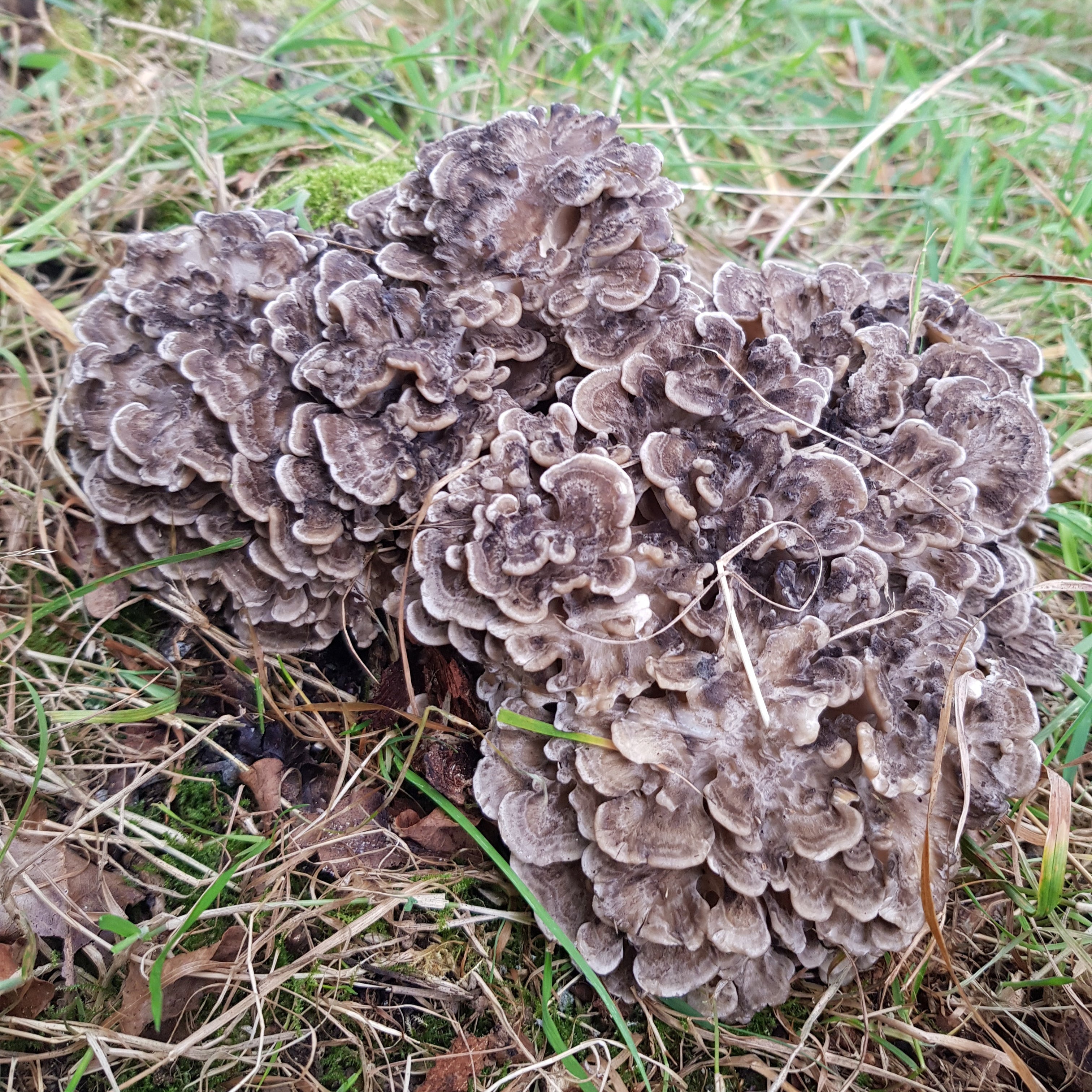 Hen of the Woods Colonised Grain Spawn (NATIVE)