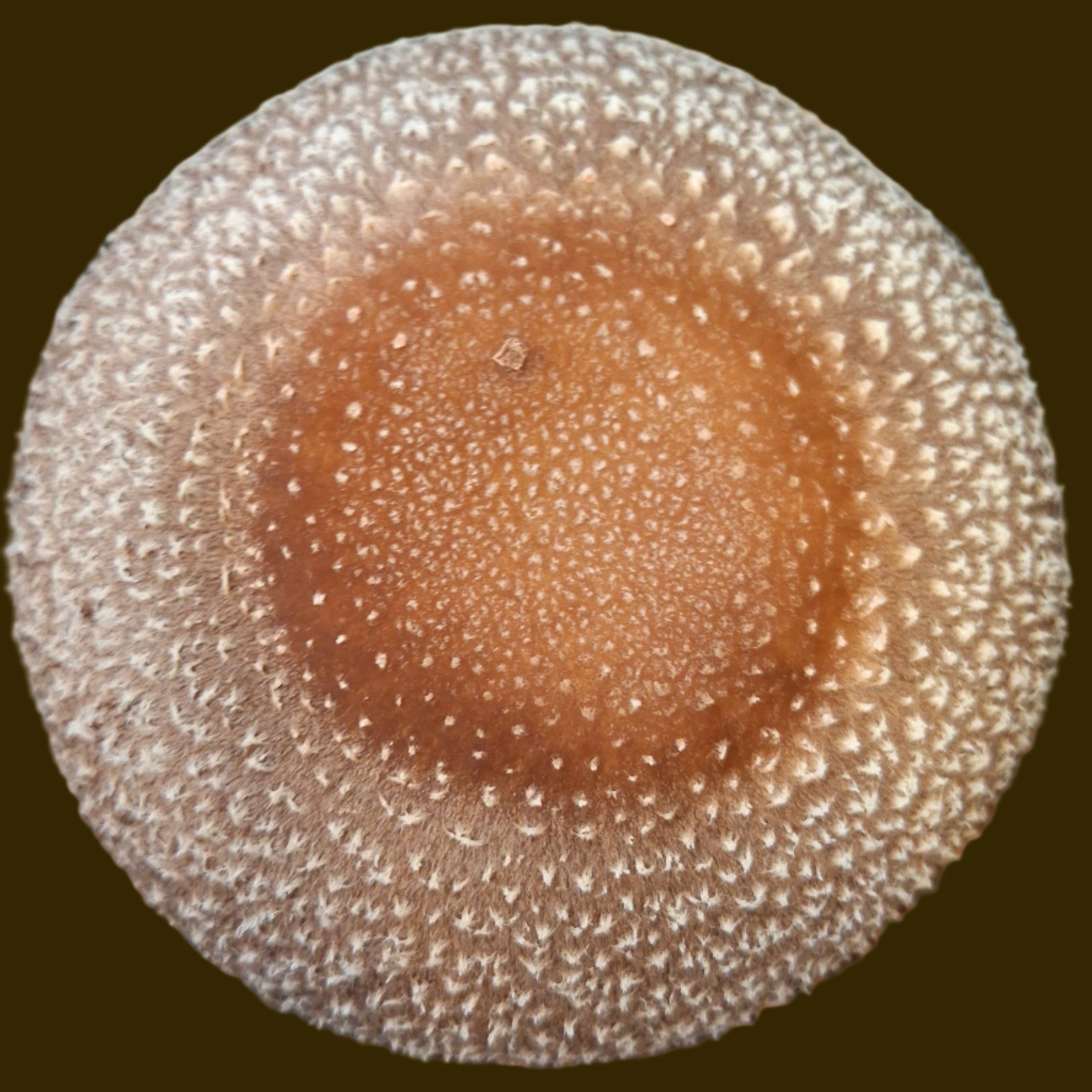 Shiitake Colonised Grain Spawn (NON-NATIVE)
